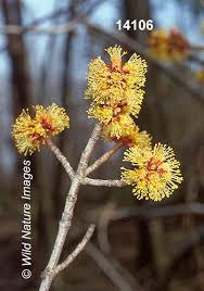 Attēlu rezultāti vaicājumam “Acer saccharinum flower”