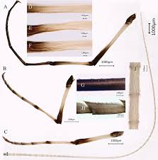 Attēlu rezultāti vaicājumam “Siphlonurus male”