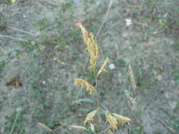 Attēlu rezultāti vaicājumam “Festuca arenaria”