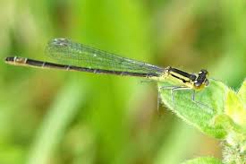 Attēlu rezultāti vaicājumam “Ischnura elegans”