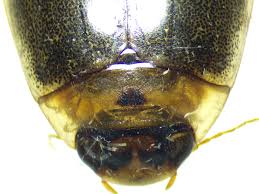 Attēlu rezultāti vaicājumam “Rhantus frontalis”