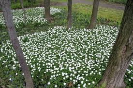 Attēlu rezultāti vaicājumam “Anemone nemorosa”