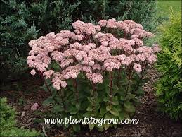 Attēlu rezultāti vaicājumam “Hylotelephium maximum”