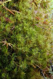 Attēlu rezultāti vaicājumam “Dicranum flagellare”