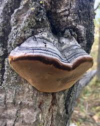 Attēlu rezultāti vaicājumam “Phellinus”
