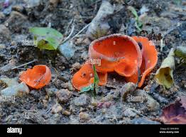 Attēlu rezultāti vaicājumam “Aleuria aurantia”