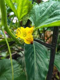 Attēlu rezultāti vaicājumam “Cucurbitaceae”