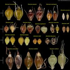 Attēlu rezultāti vaicājumam “Eleocharis quinqueflora flower”