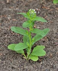 Attēlu rezultāti vaicājumam “Thlaspi arvense”