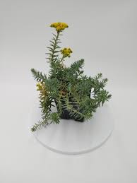 Attēlu rezultāti vaicājumam “Sedum rupestre”