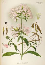 Attēlu rezultāti vaicājumam “Saponaria officinalis flower”