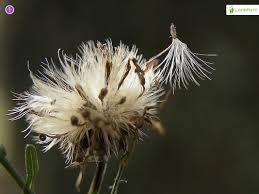 Attēlu rezultāti vaicājumam “Symphyotrichum x salignum flower”