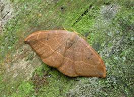 Attēlu rezultāti vaicājumam “Watsonalla binaria”