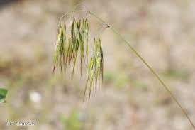 Attēlu rezultāti vaicājumam “Anisantha tectorum”