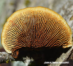 Attēlu rezultāti vaicājumam “Gloeophyllum trabeum”