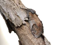 Attēlu rezultāti vaicājumam “Notodonta ziczac”