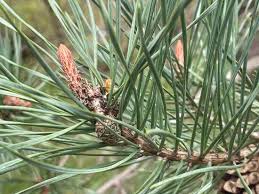 Attēlu rezultāti vaicājumam “Pinus sylvestris fruit”