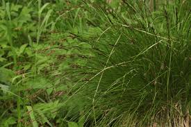 Attēlu rezultāti vaicājumam “Carex appropinquata”