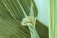 Attēlu rezultāti vaicājumam “Cinna latifolia fruit”