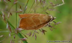 Attēlu rezultāti vaicājumam “Pandemis cinnamomeana”