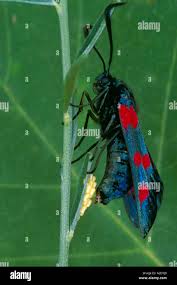 Attēlu rezultāti vaicājumam “Zygaena sp.”