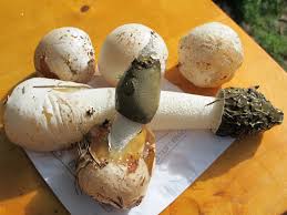 Attēlu rezultāti vaicājumam “Phallus impudicus”