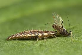 Attēlu rezultāti vaicājumam “Chrysopidae”