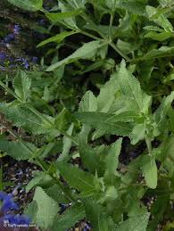 Attēlu rezultāti vaicājumam “Salvia nemorosa leaf”