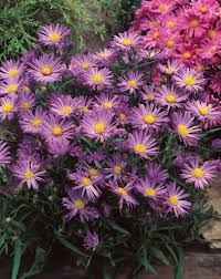 Image result for Aster novi-belgii