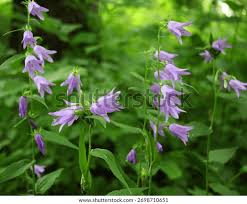 Attēlu rezultāti vaicājumam “Campanula rapunculoides bud”