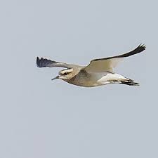 Image result for Vanellus gregarius