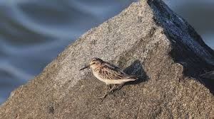 Attēlu rezultāti vaicājumam “Calidris falcinellus adult”