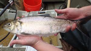 Image result for Alosa mediocris