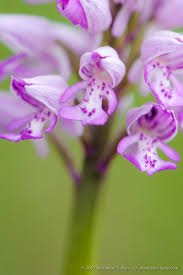 Attēlu rezultāti vaicājumam “Orchis militaris flower”