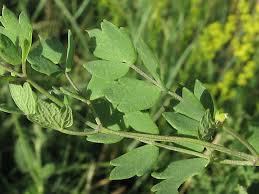 Attēlu rezultāti vaicājumam “Thalictrum minus leaf”