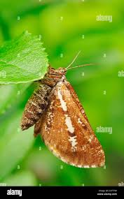 Attēlu rezultāti vaicājumam “Bupalus piniaria male”