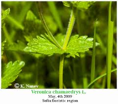 Attēlu rezultāti vaicājumam “Veronica chamaedrys leaf”
