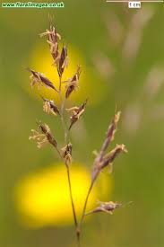 Attēlu rezultāti vaicājumam “Festuca ovina flower”
