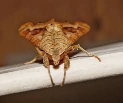 Attēlu rezultāti vaicājumam “Phlogophora meticulosa”