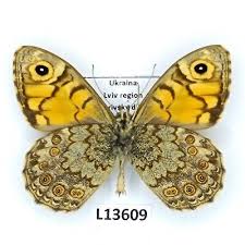 Attēlu rezultāti vaicājumam “Lasiommata megera male”