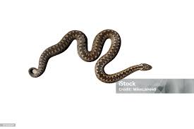 Attēlu rezultāti vaicājumam “Vipera berus”