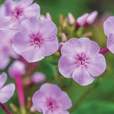 Attēlu rezultāti vaicājumam “Phlox paniculata”