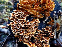 Attēlu rezultāti vaicājumam “Stereum fasciatum”