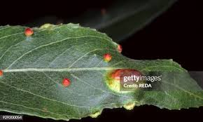 Attēlu rezultāti vaicājumam “Pontania proxima”