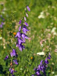 Attēlu rezultāti vaicājumam “Campanula rapunculoides flower”
