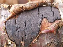 Attēlu rezultāti vaicājumam “Diatrype disciformis”