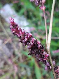 Attēlu rezultāti vaicājumam “Sphacelotheca hydropiperis”