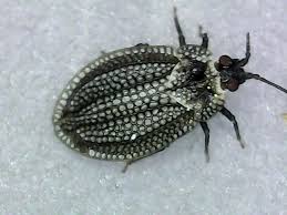 Attēlu rezultāti vaicājumam “Acalypta carinata”