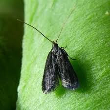 Attēlu rezultāti vaicājumam “Scythrididae”