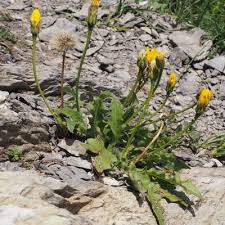 Attēlu rezultāti vaicājumam “Leontodon hispidus”